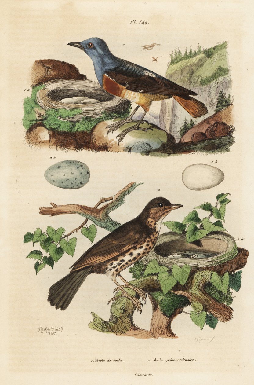 Tordo roqueiro comum com ninho e ovos, Monticola saxatilis, e tordo canoro com ninho e ovos, Turdus philomelos de Unbekannt