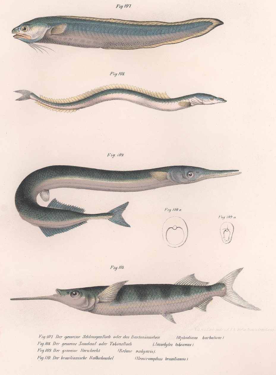 Peixe cobra comum. Enguia comum. Hornhecht comum. Meio-bico brasileiro, c.1850s de Unbekannt