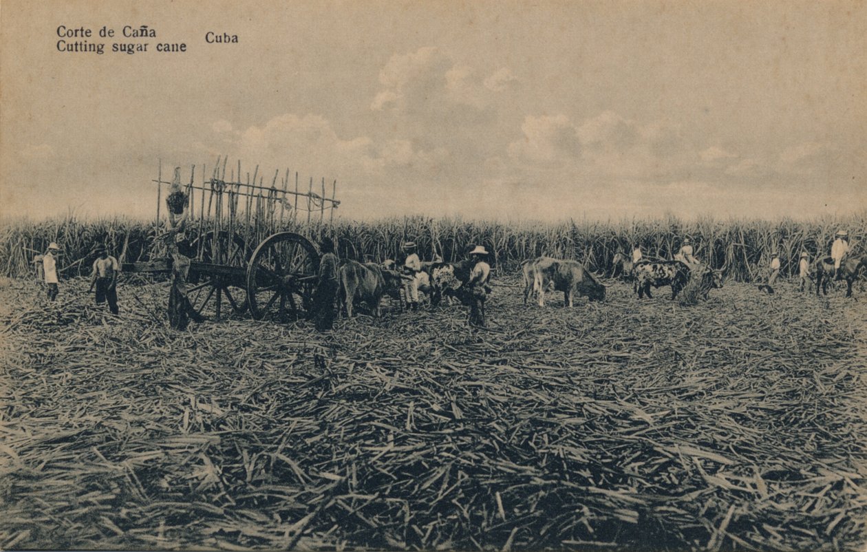 Corte de Cana - Corte de cana - Cuba, c1910 de Unbekannt