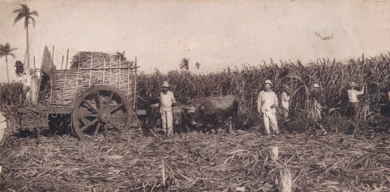 Corte de Canna. - Recolhendo cana. Cuba, c1900 de Unbekannt