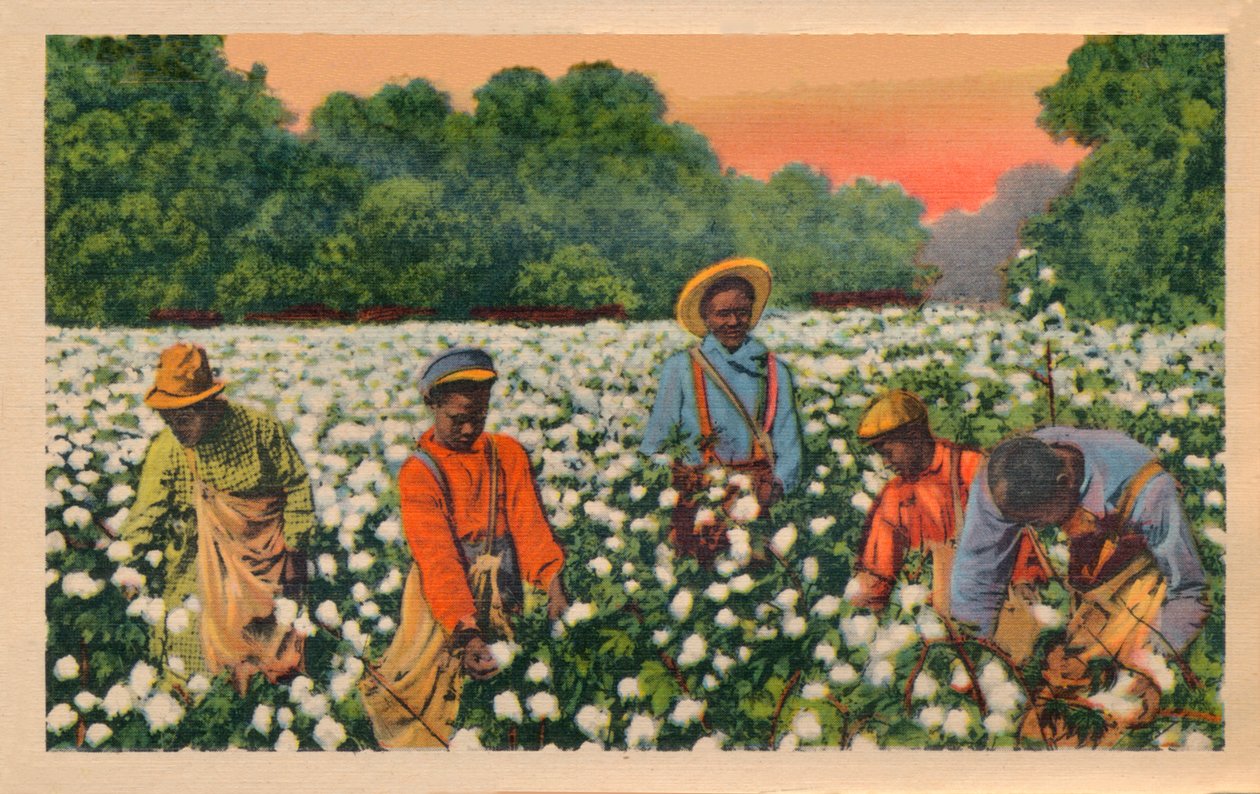 Colheita de algodão, Augusta, Geórgia, 1943 de Unbekannt