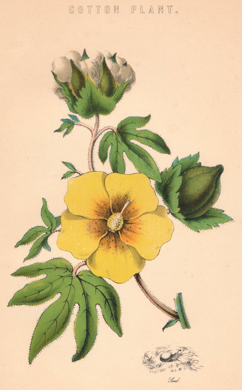 Planta de algodão, século c19 de Unbekannt