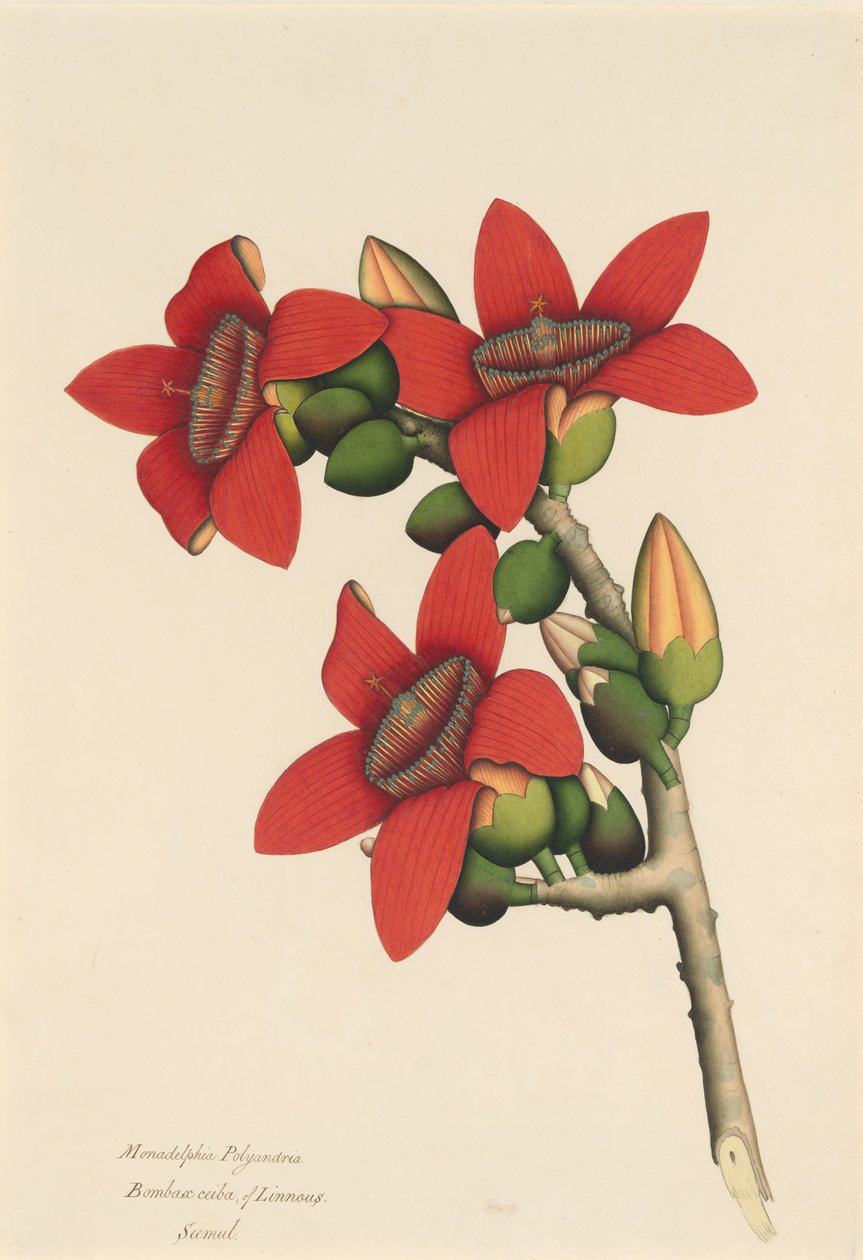 Flores da Árvore de Algodão, ca. 1800-1805. de Unbekannt