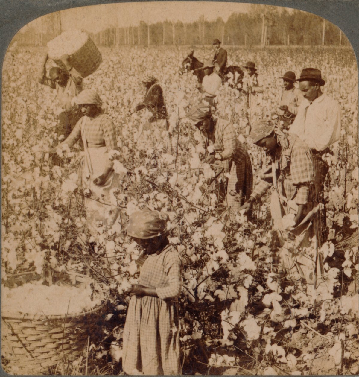 O algodão é o cenário das plantações de rei, com os catadores trabalhando. Geórgia, c1900 de Unbekannt