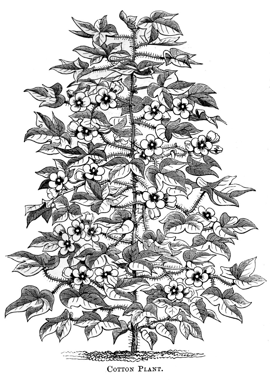 Planta de algodão, c1880 de Unbekannt