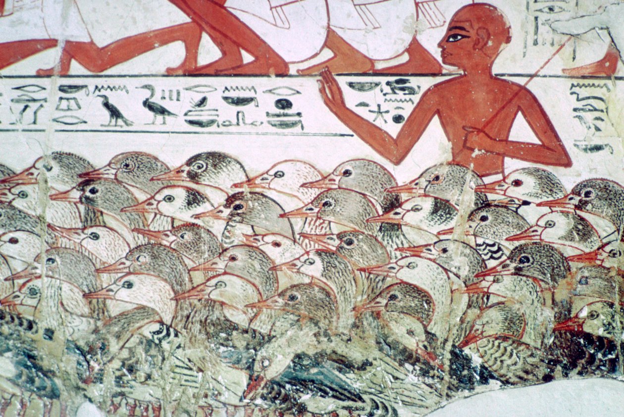 Contando os gansos: fragmento de pintura de parede do túmulo de Nebamun, Tebas, Egito, c1350 aC de Unbekannt