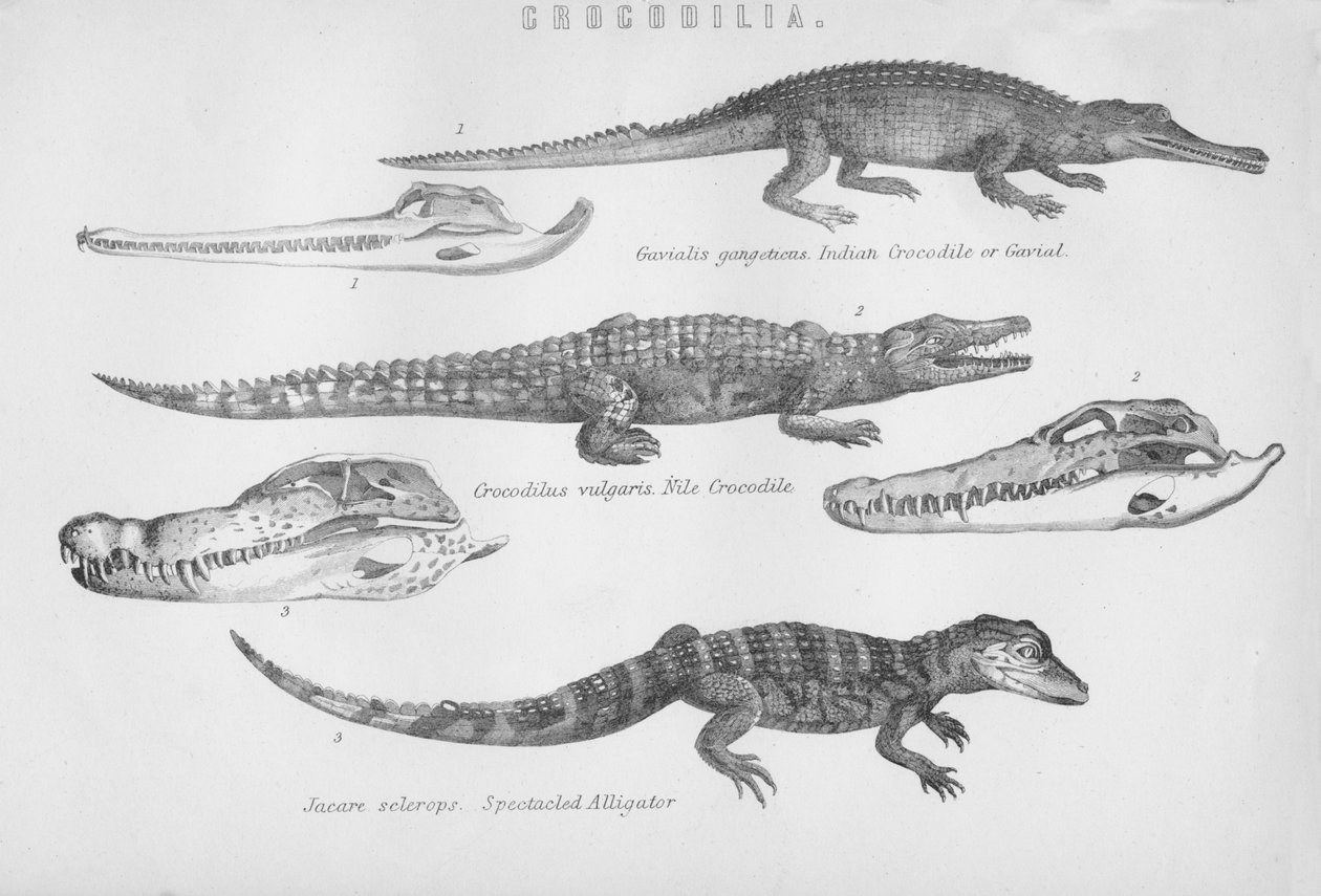 Crocodilia, século XIX. de Unbekannt
