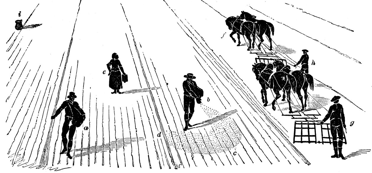 Rotação das culturas: semeadura e colheita de milho, 1855 de Unbekannt