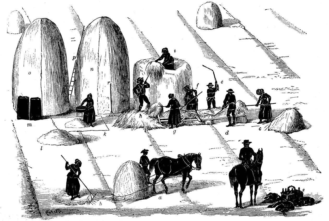 Rotação de culturas: debulha de centeio para semente, 1855 de Unbekannt