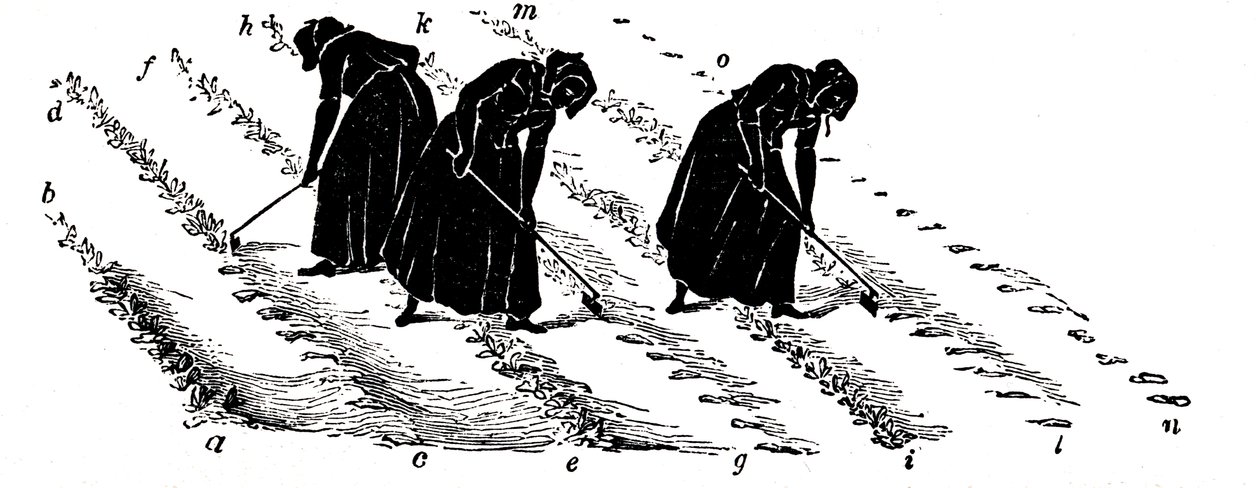 Rotação de culturas: nabos de mulheres, 1855 de Unbekannt