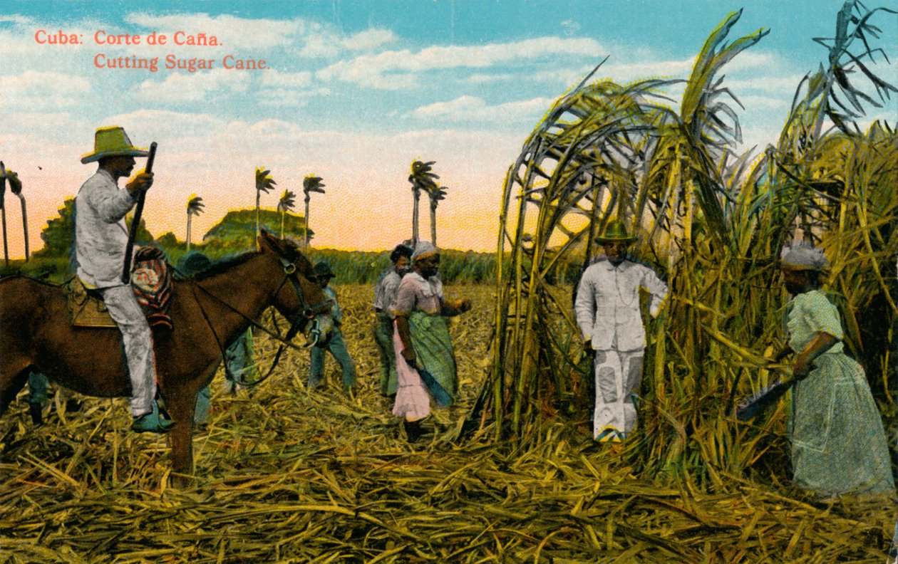 Cuba: Corte de Cana. Corte da cana-de-açúcar, c1910 de Unbekannt