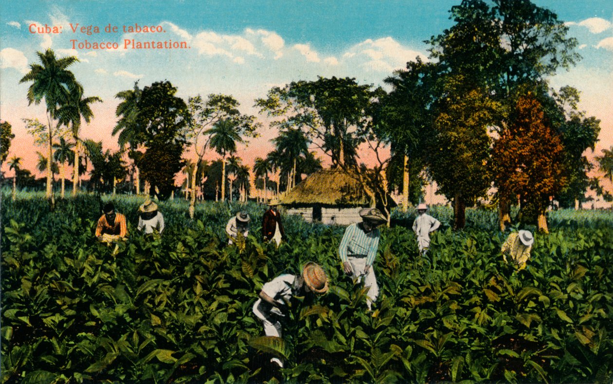 Cuba: Tobacco Vega. Plantação de Tabaco, c1900 de Unbekannt
