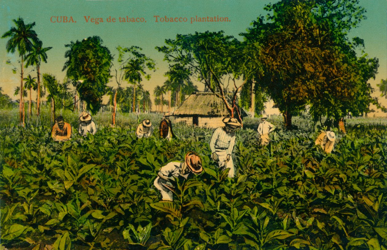 Cuba. Vega de tabaco. Plantação de tabaco, c1920s de Unbekannt