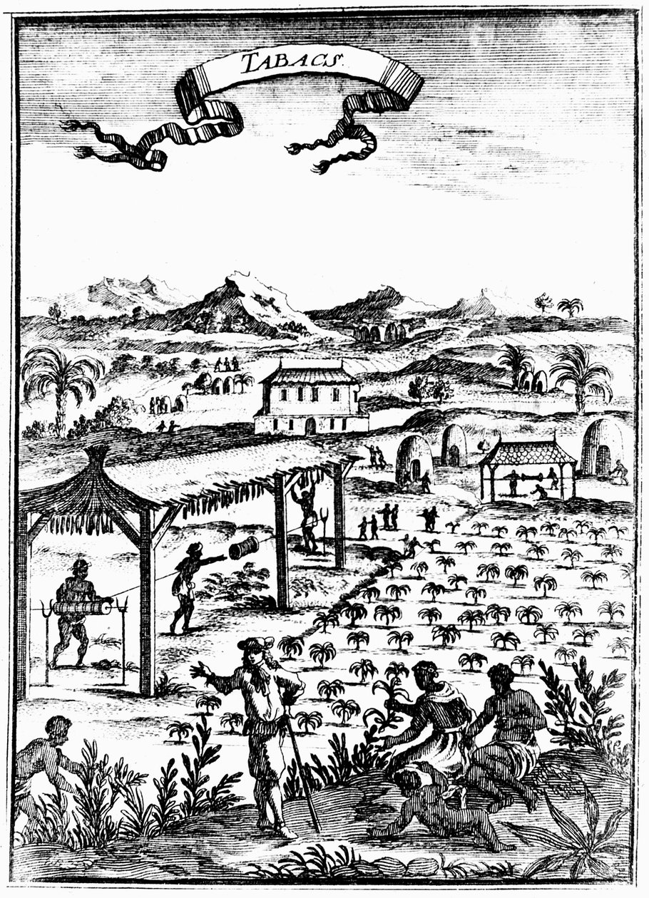 Cultivo e cura do tabaco nas Índias Ocidentais usando trabalho escravo, 1686 de Unbekannt
