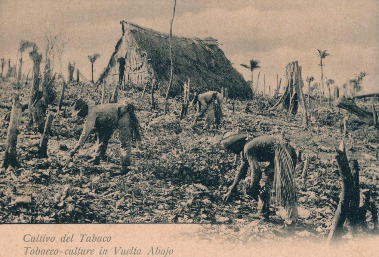 Cultivo de tabaco. Cultura do tabaco em Vuelta Abajo, c1900 de Unbekannt