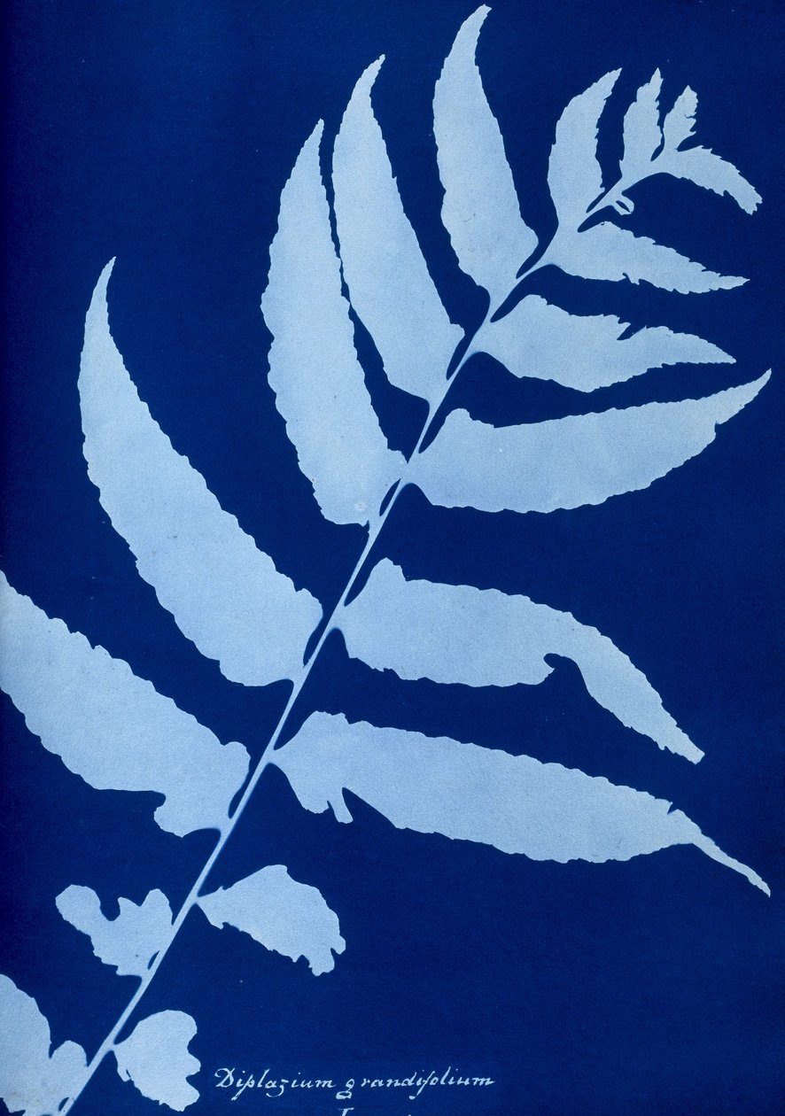 Cianótipo do Diplazium grandifolium de Unbekannt