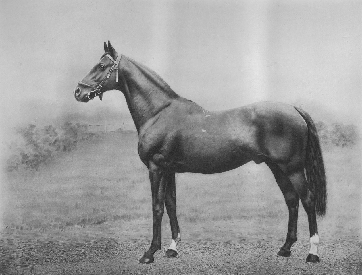 Cyllene 1911 de Unbekannt
