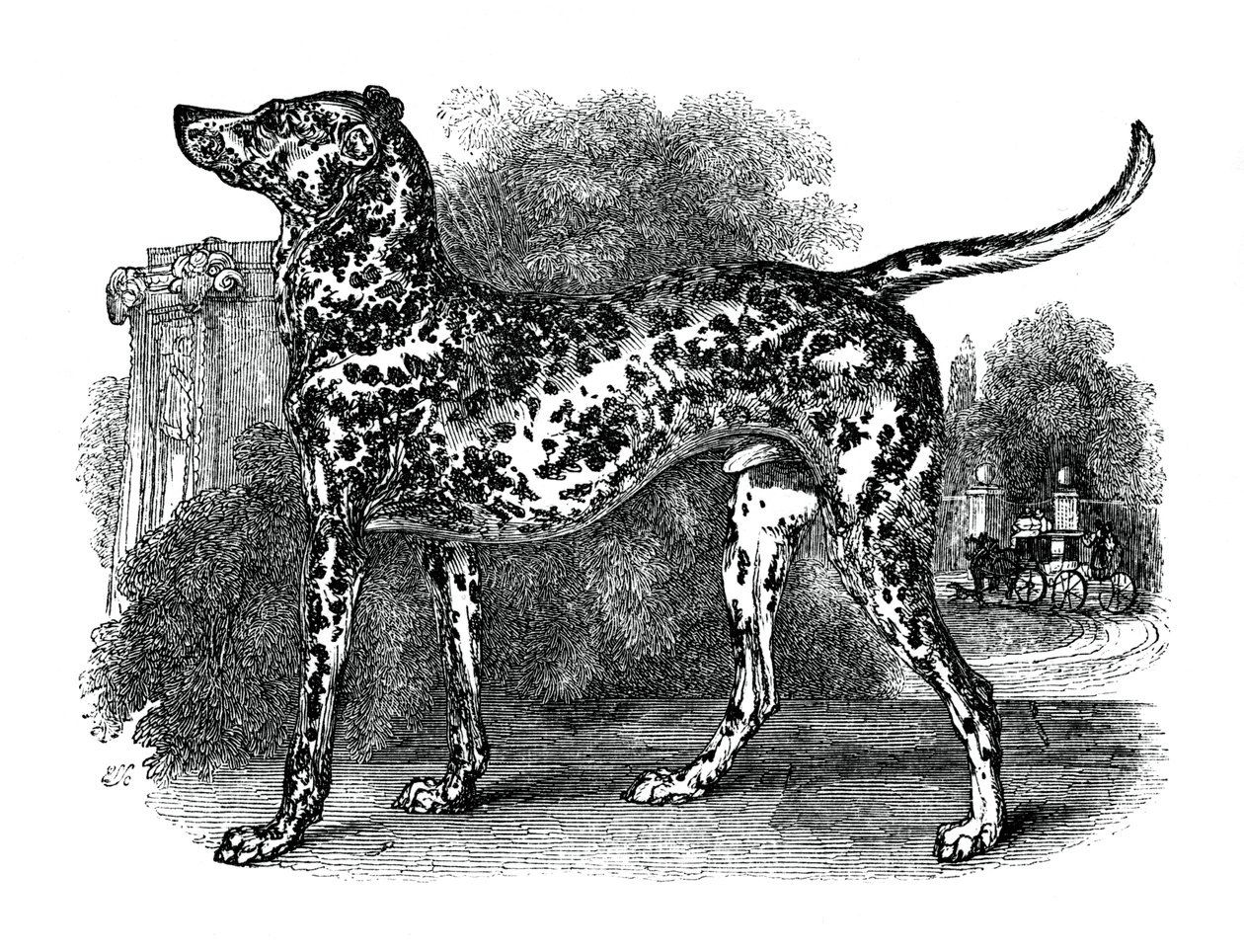 Cão dálmata, 1848 de Unbekannt