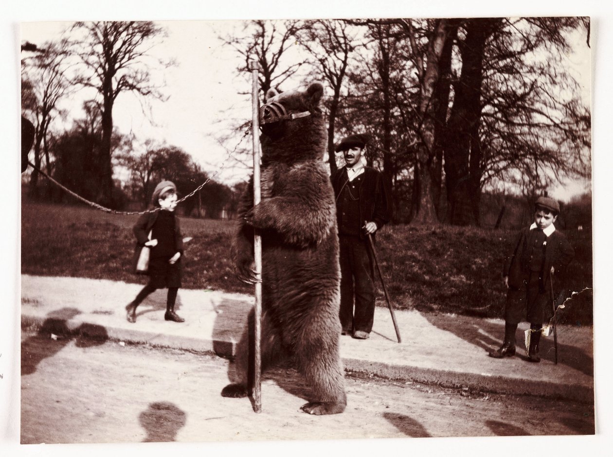 Urso dançarino, c 1905 de Unbekannt
