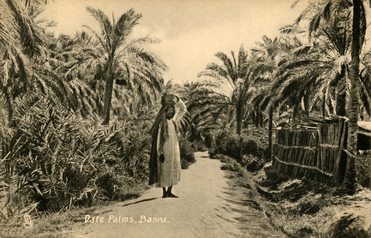 Palmas de datas, Basra, c1918-c1939. de Unbekannt