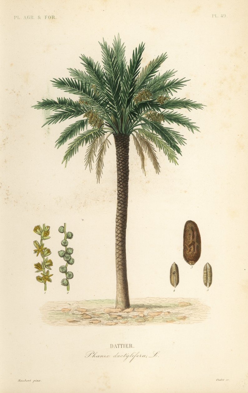 Data palmeira, Phoenix dactylifera, Dattier de Unbekannt