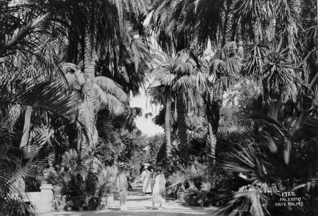 Palmas de datas, Palermo, Sicília, Itália, c1920s-c1930s de Unbekannt