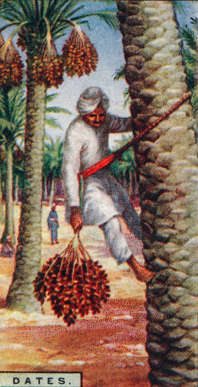 Datas. - Gathering the Fruit, África do Norte, 1928 de Unbekannt