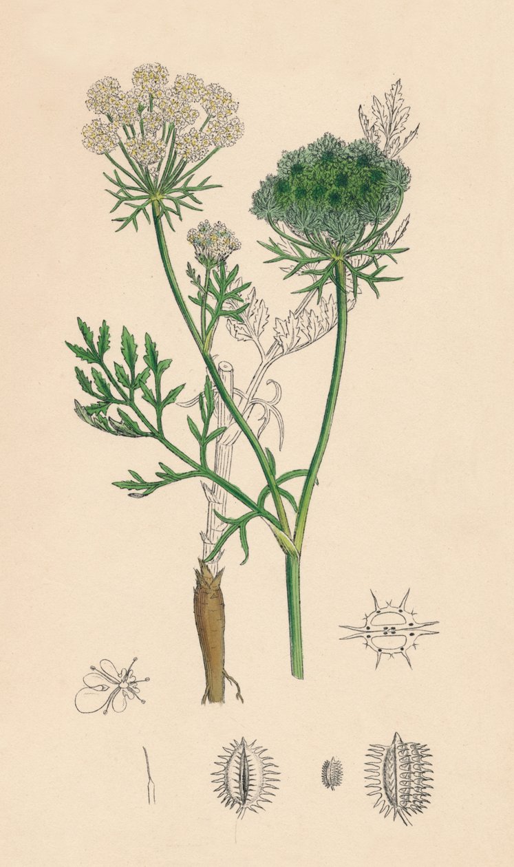 Daucus Carota. Cenoura Selvagem, Século XIX de Unbekannt