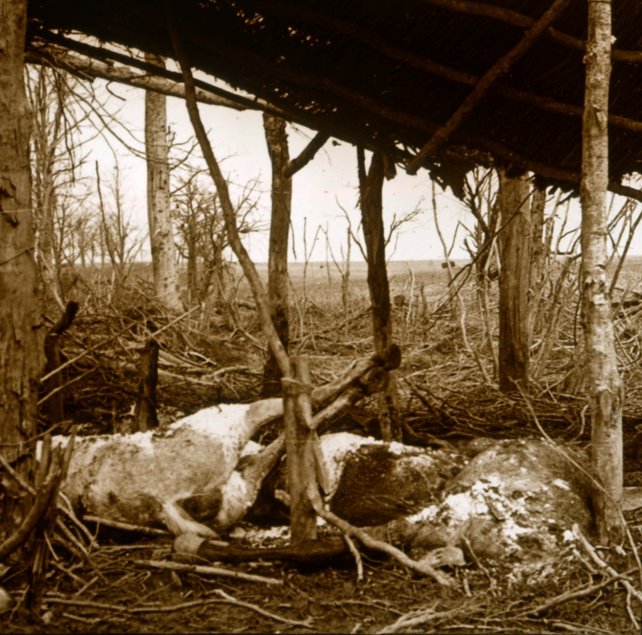 Cavalos mortos, Verdun, norte da França, c1914-c1918 de Unbekannt