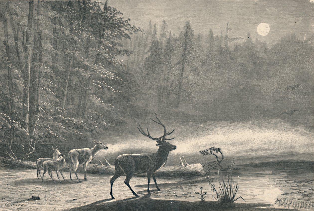 Veado no lago St. Regis, à noite, 1883 de Unbekannt