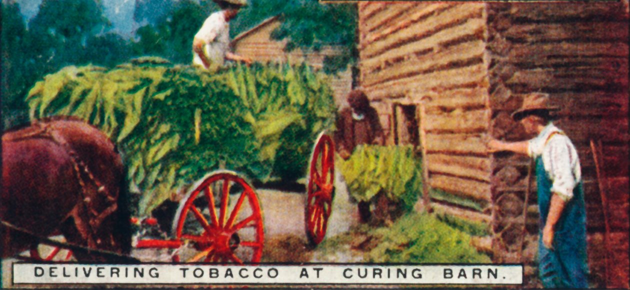 Entregando Tabaco em Curing Barn, 1926 de Unbekannt