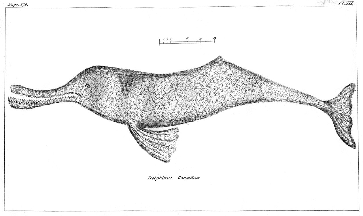 Delphinus Gangeticus Ganges River Dolphin, 1799 de Unbekannt