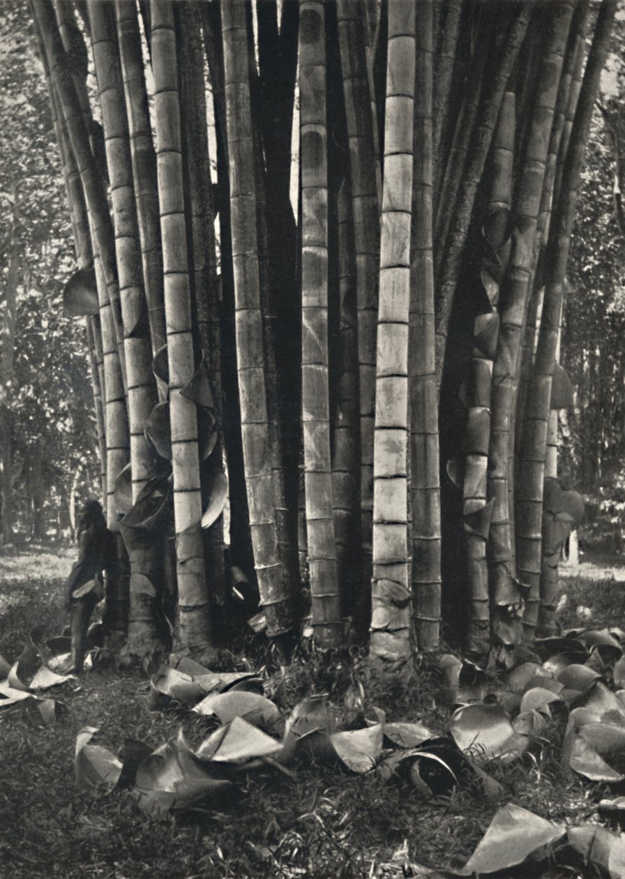 A parte inferior dos caules de uma planta gigante de bambu em Peradeniya, 1926 de Unbekannt