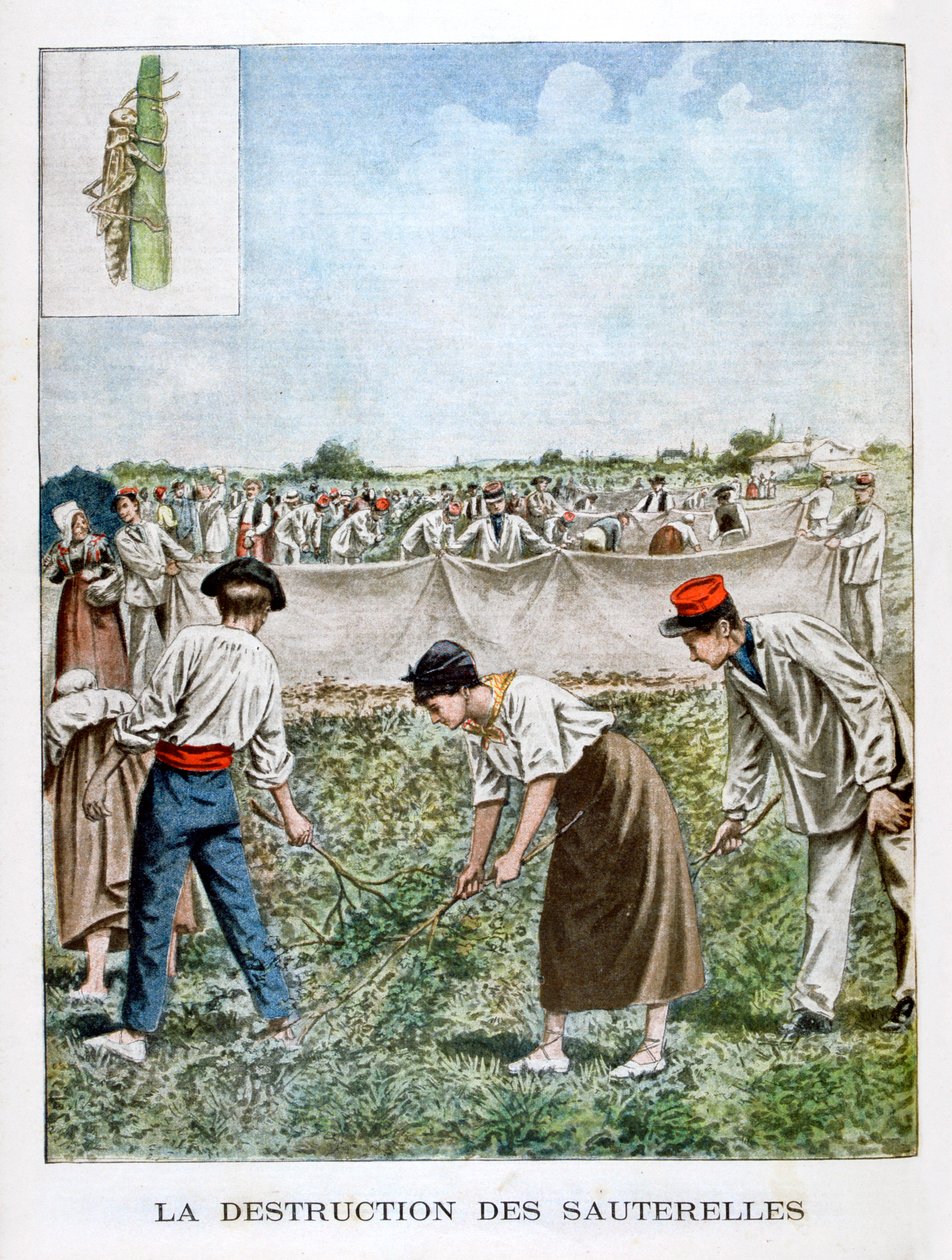 Destruindo o gafanhoto, 1901 de Unbekannt