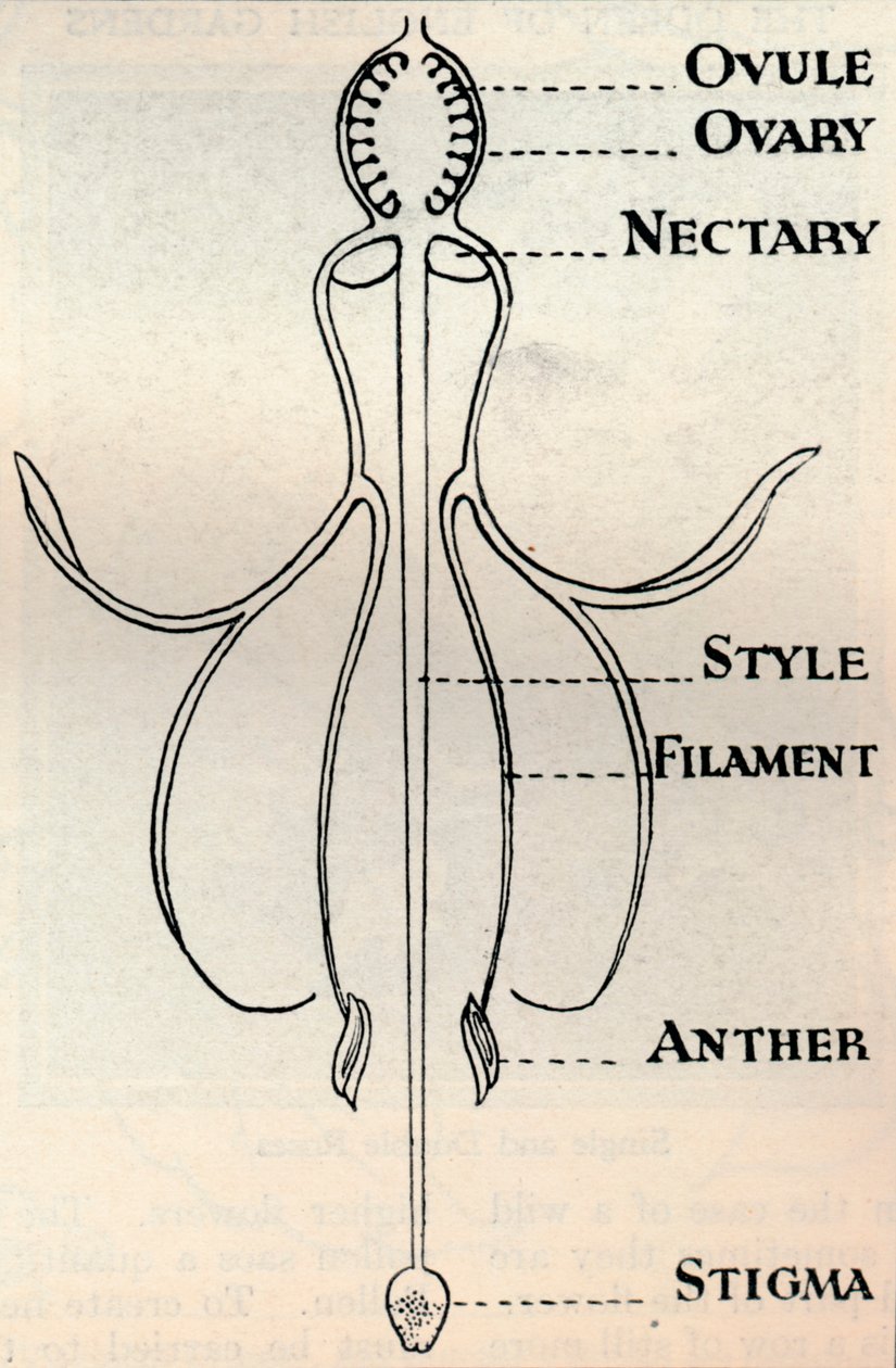 Diagrama de uma flor fúcsia, mostrando o mecanismo empregado para produzir sementes, c1934 de Unbekannt
