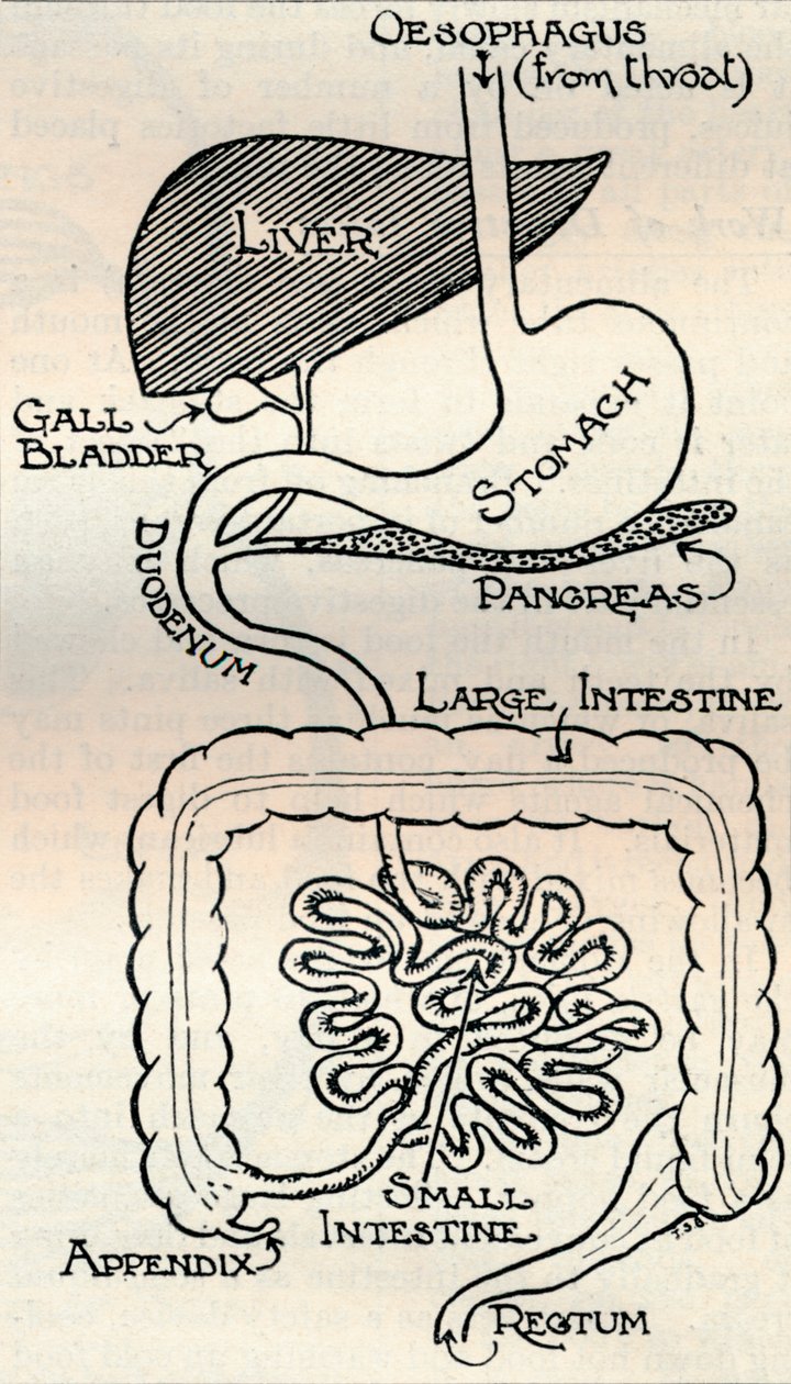 Diagrama mostrando o Canal Alimentar, que passa através do corpo, c1934 de Unbekannt