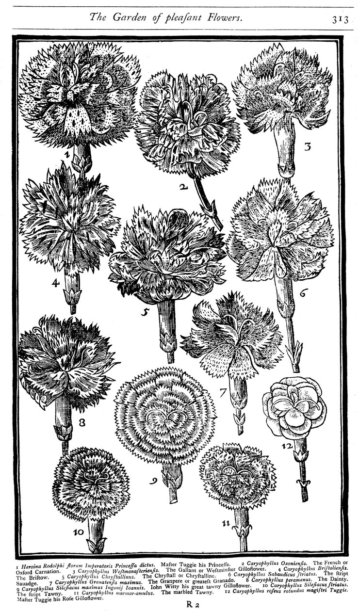 Cravos e rosados do cravo-da-índia, 1629 de Unbekannt