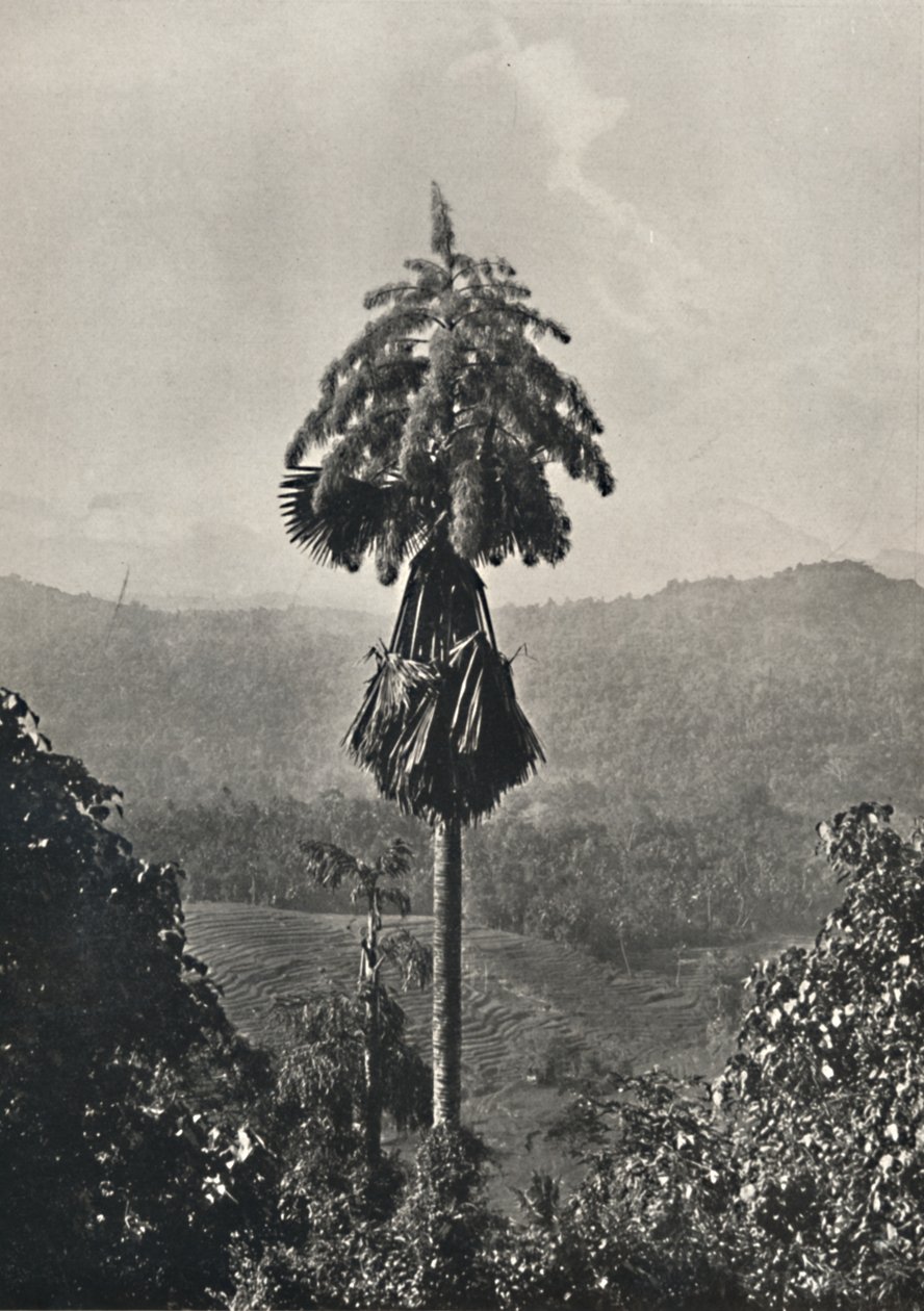 O Talipotpalm Corypha umbracalifera em sangue, 1926 de Unbekannt