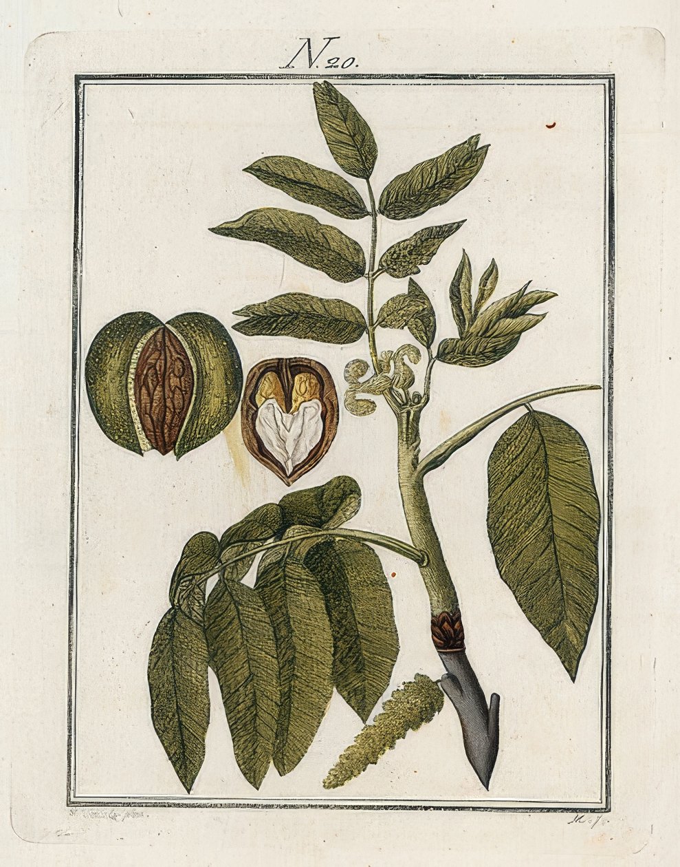 A noz. O mundo em imagens. Volume 3. Builder. Viena. 1790 de Unbekannt