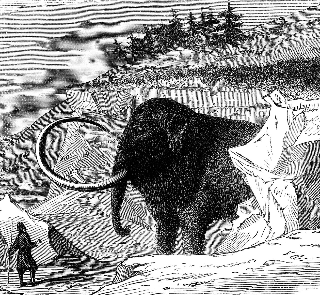 Descoberta de um mamute-lanoso, 1779 c1870 de Unbekannt
