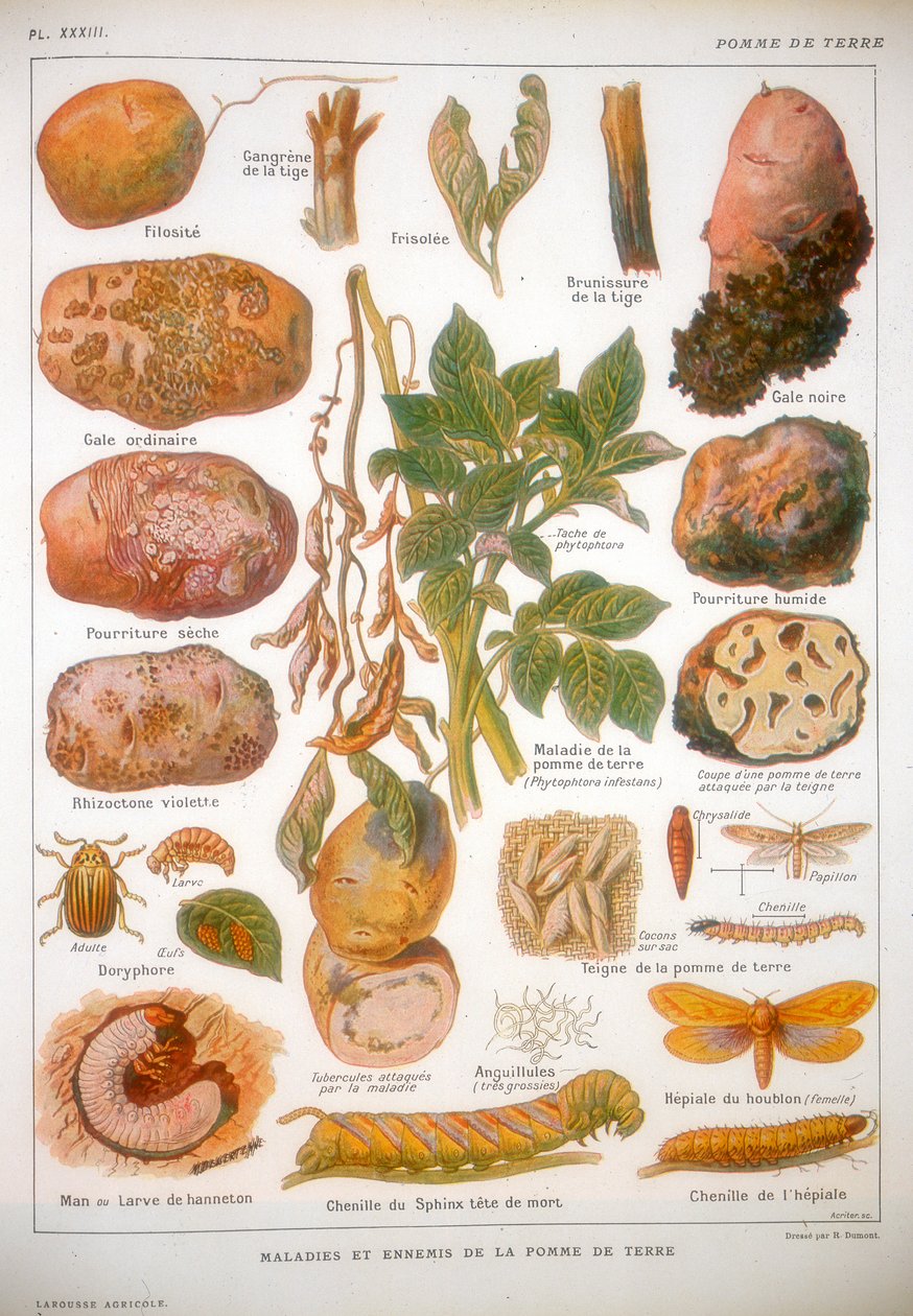 Doenças da batata, c1920 de Unbekannt