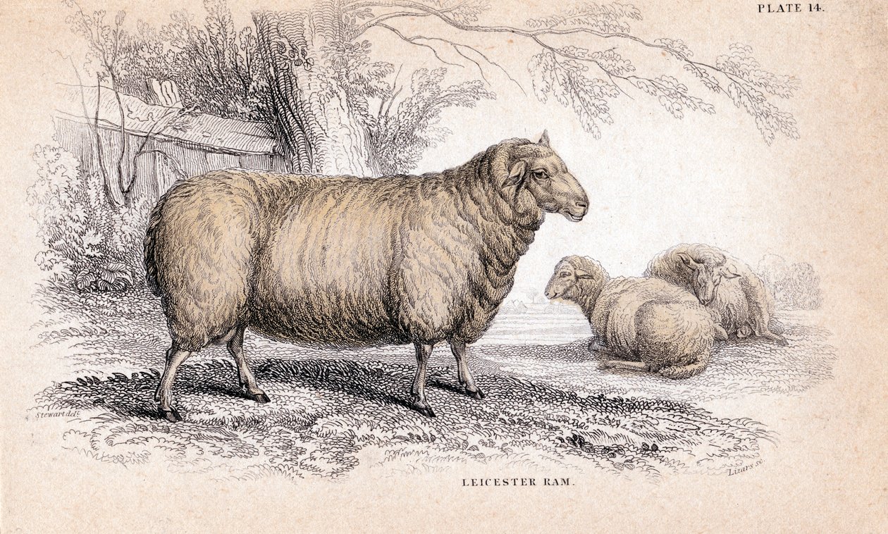 Dishley New Leicester Ram, c1840 de Unbekannt