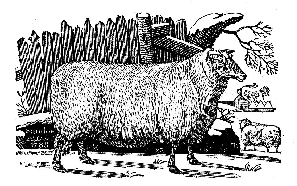 Dishley New Leicester ovelhas, 1811 de Unbekannt