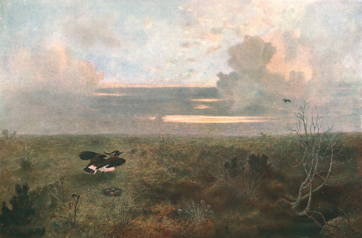 Perturbado: Uma tarambola que se levanta de seu ninho, 1879, c1902. de Unbekannt