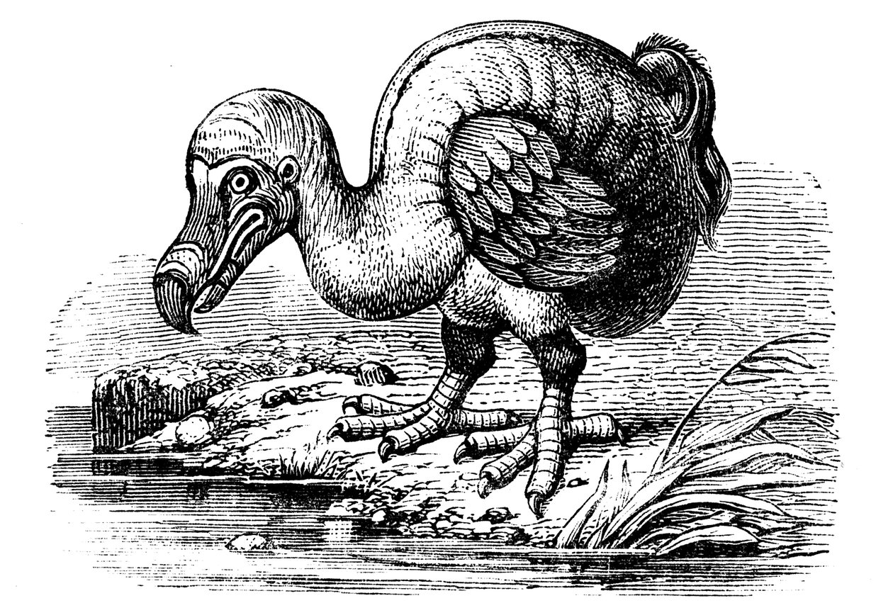 Dodo, 1884 de Unbekannt