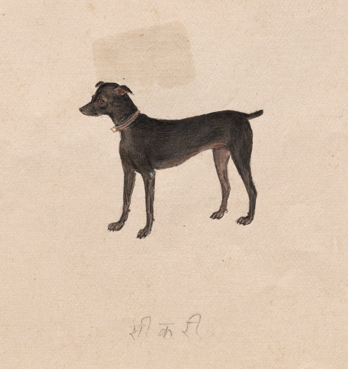 Cão, de 1800. de Unbekannt