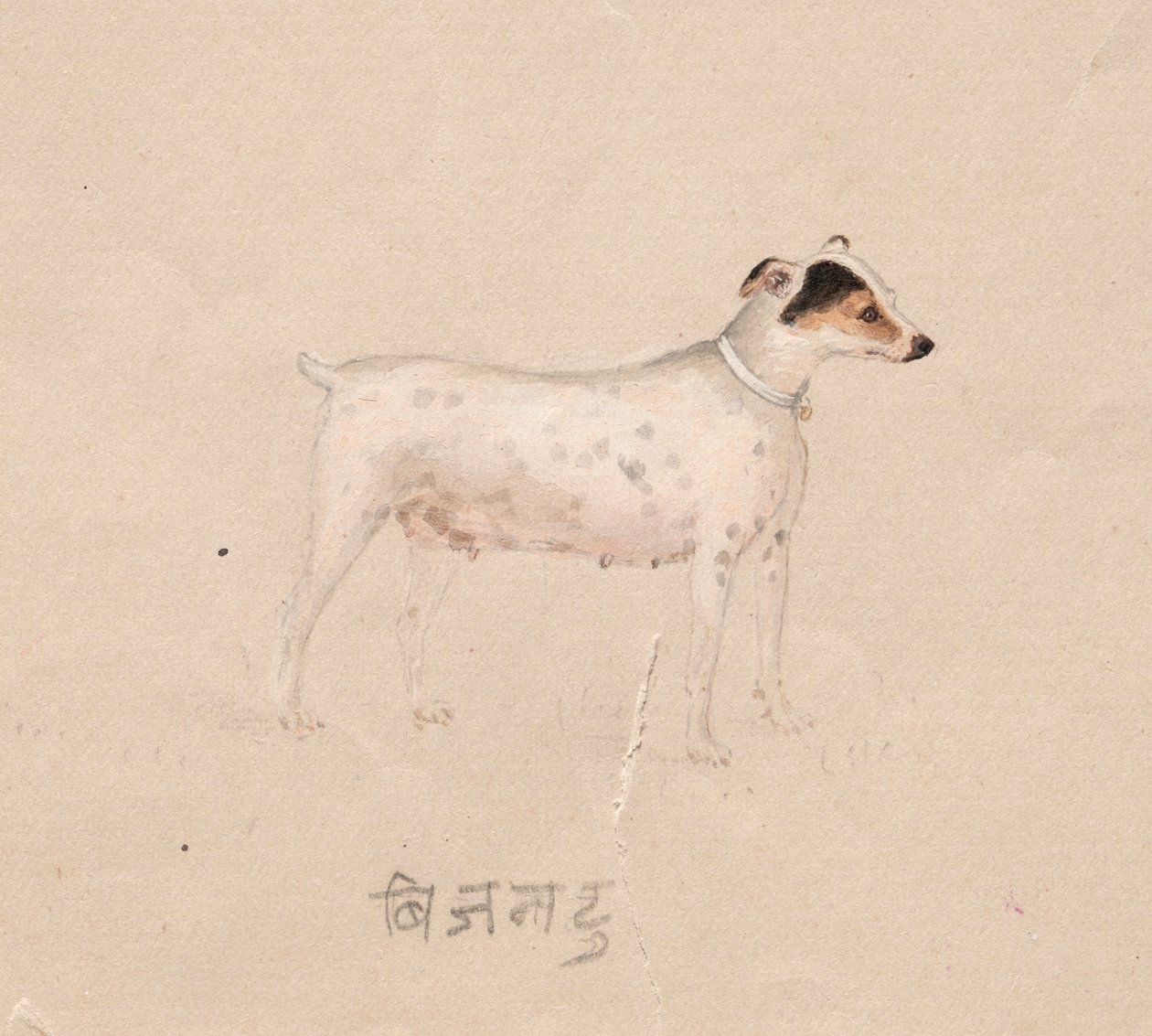 Cão, de 1800. de Unbekannt