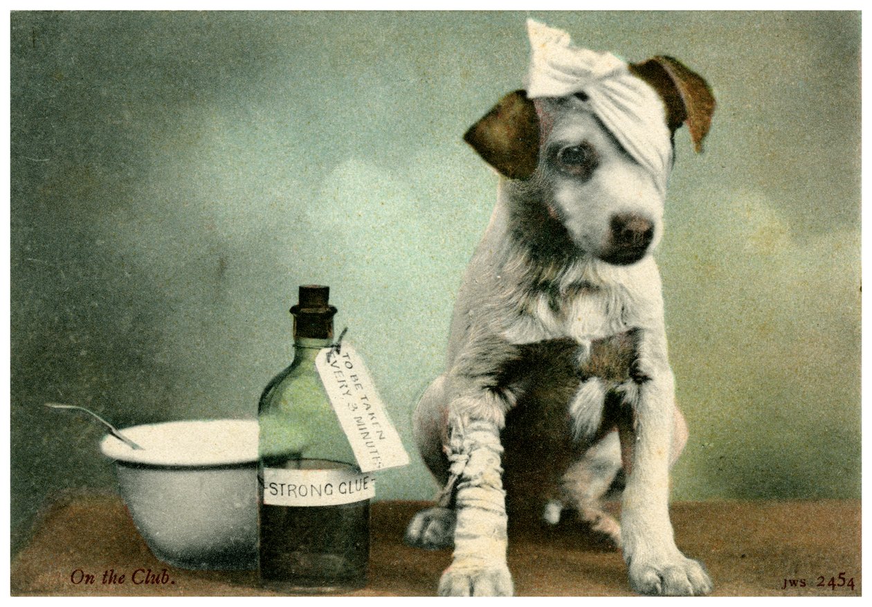 Cão em bandagens de Unbekannt
