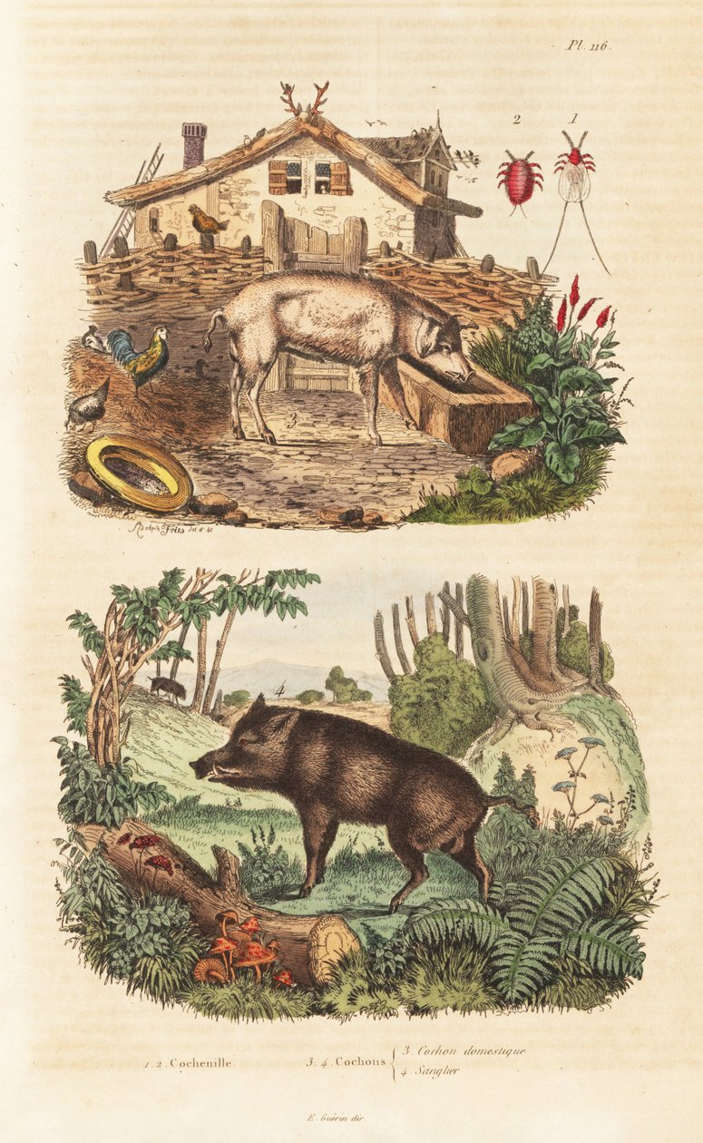 Porco doméstico, Sus scrofa domesticus 3, javali, Sus scrofa 4 e besouro de cochonilha, Dactylopius coccus 1,2 de Unbekannt