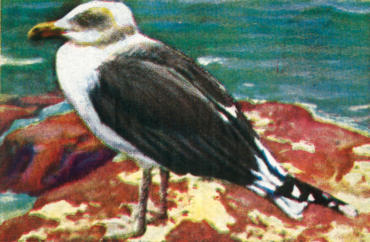 Gaivota dominicana, c1928. de Unbekannt